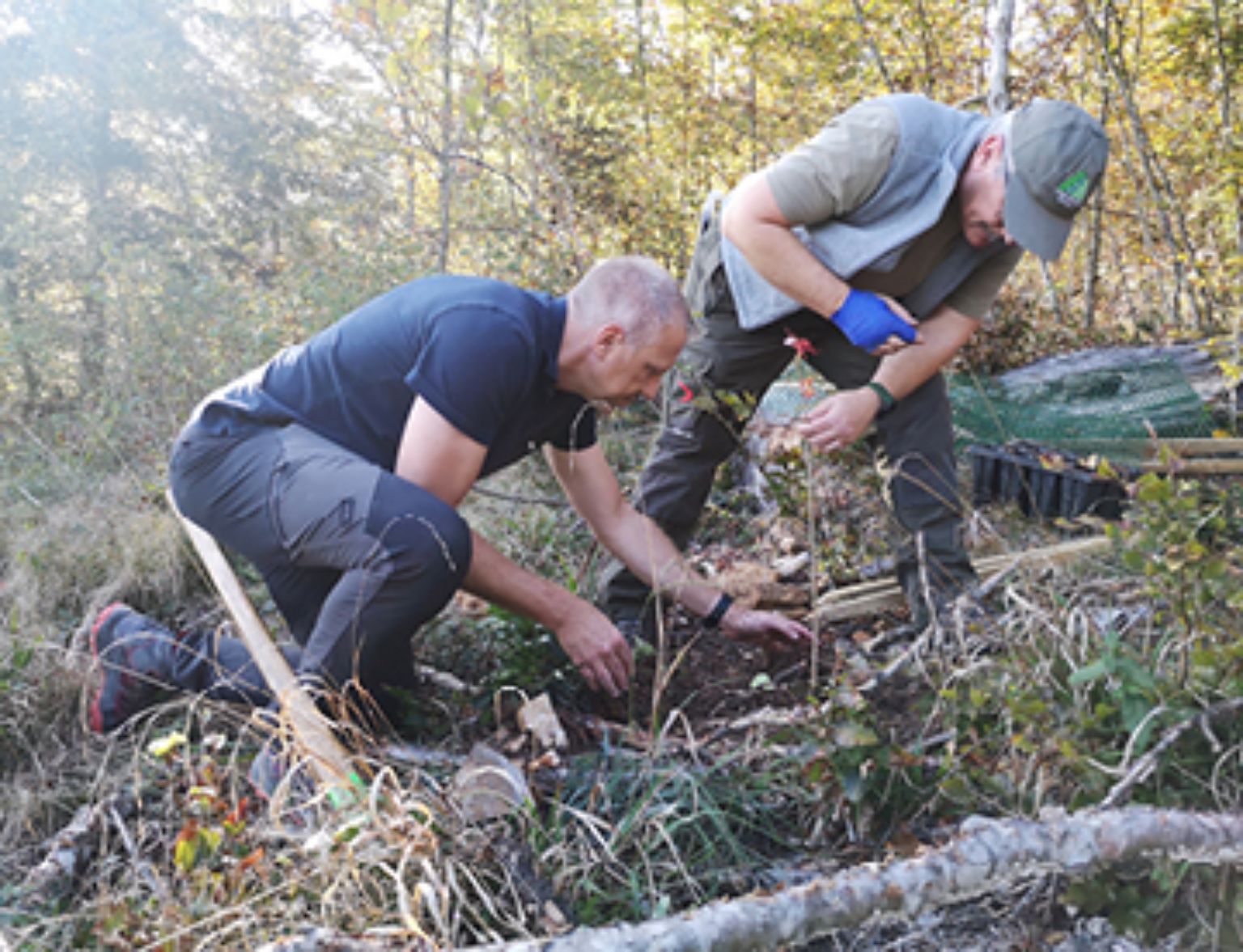 Der Wald als CO<sub>2</sub>-Speicher teaser image