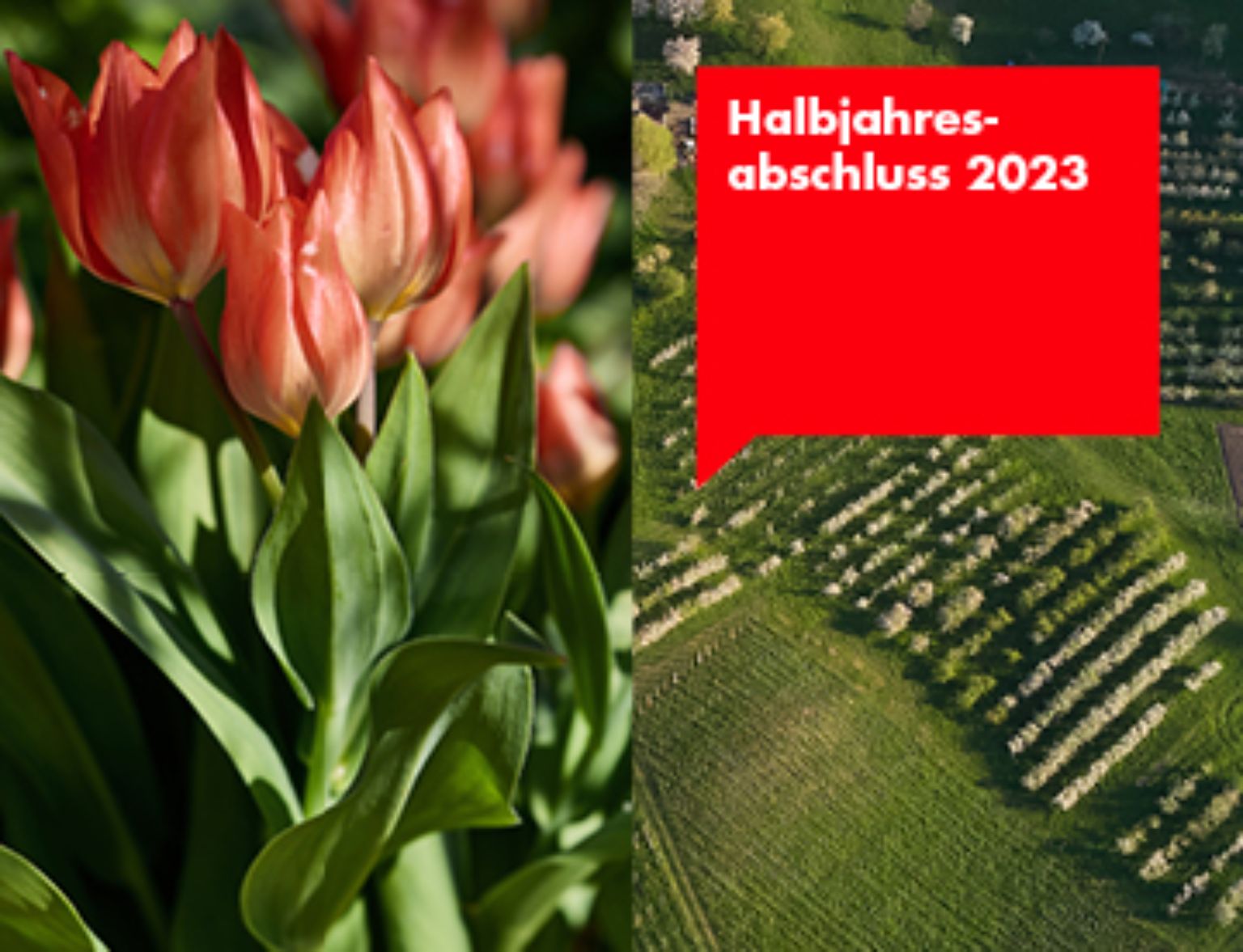 Halbjahresbericht 2023: BLKB legt gutes Resultat vor teaser image