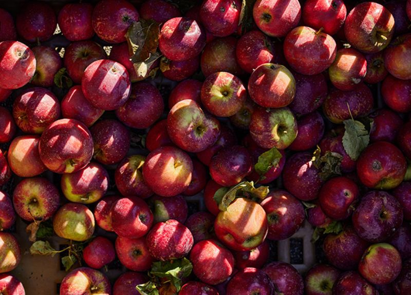 Äpfel rot